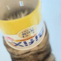 容器から顔抜けないアメリカンショートヘア