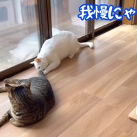 我慢にゃらん！！