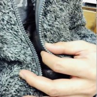 パパの胸に抱かれるアメリカンショートヘア