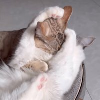 仲良く戯れ合う猫