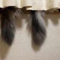 ゆらゆら