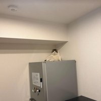 冷蔵庫の上に座る猫