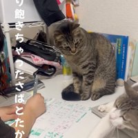 伸びる猫