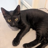 床に寝転がってカメラを見つめる子猫