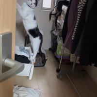 立つ猫