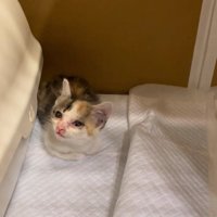 丸まっている子猫