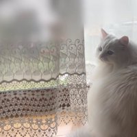 振り向く長毛の猫