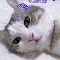 しっぽを何度も叩きつける猫