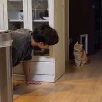 隠れている猫