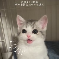 ケージの中で鳴く子猫