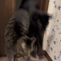 飛ぶ2匹の猫