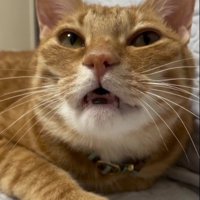 口を開けている猫