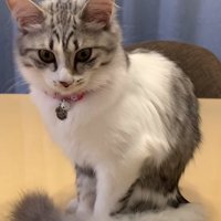 成長した猫