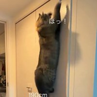 壁に飛びつく猫（190㎝）