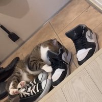 靴に顔を入れる猫