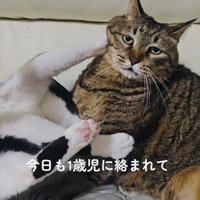 キジトラ猫にじゃれつくハチワレ猫