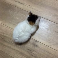 上から見た子猫