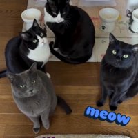 同時に鳴き声をあげる猫たち
