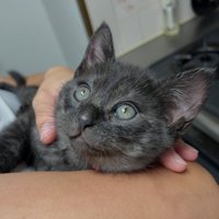 子猫の顔