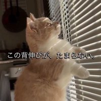 ブラインドを触っている子猫