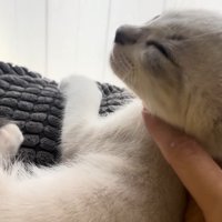 撫でられてる横顔