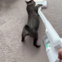 掃除機に飛びかかる猫