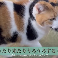 ウロウロするミケ
