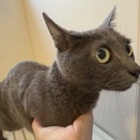 猫の顔のアップ写真