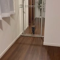 ペットゲートの向こうで待つ猫