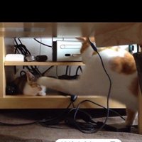 寝ている子猫とちょっかいを出している猫
