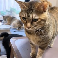 テーブルの上のリタちゃん