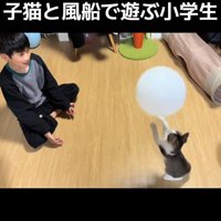 前足をあげる子猫