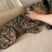 お腹を撫でられる猫