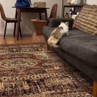 ソファに飛び乗っている猫
