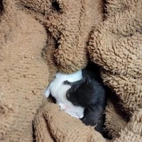 白子猫と黒子猫