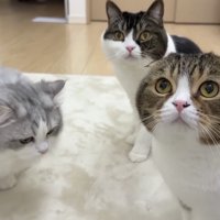 三匹の集合写真