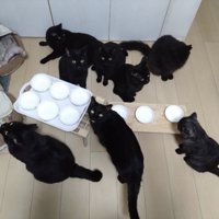 皿の前に集まる黒猫たち