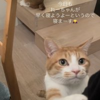 ママをベッドに誘う茶白猫と後ろの階段に座る茶白猫