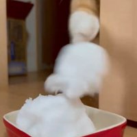 再度パンチする猫