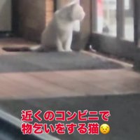 コンビニの前に座り込む猫