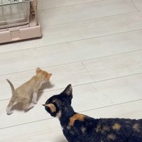 ほかの子猫たちよりゆっくり歩く赤ちゃん猫