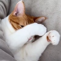 顔を覆っていた前足の力を緩める猫