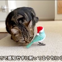 鳥のおもちゃに近づいて匂いを嗅ぐキジトラ猫