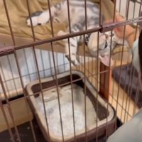 ケージの中でなでられている子猫