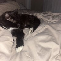 ベッドにいる猫