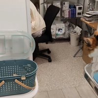 診察台の上で立ち上がる猫