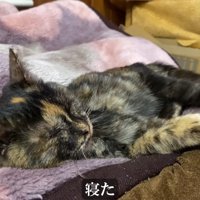寝ている子猫