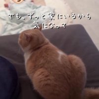 赤ちゃんを見守る猫