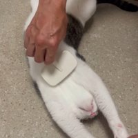 ヘソ天