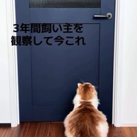 ドアの前に座ってドアを見つめる猫